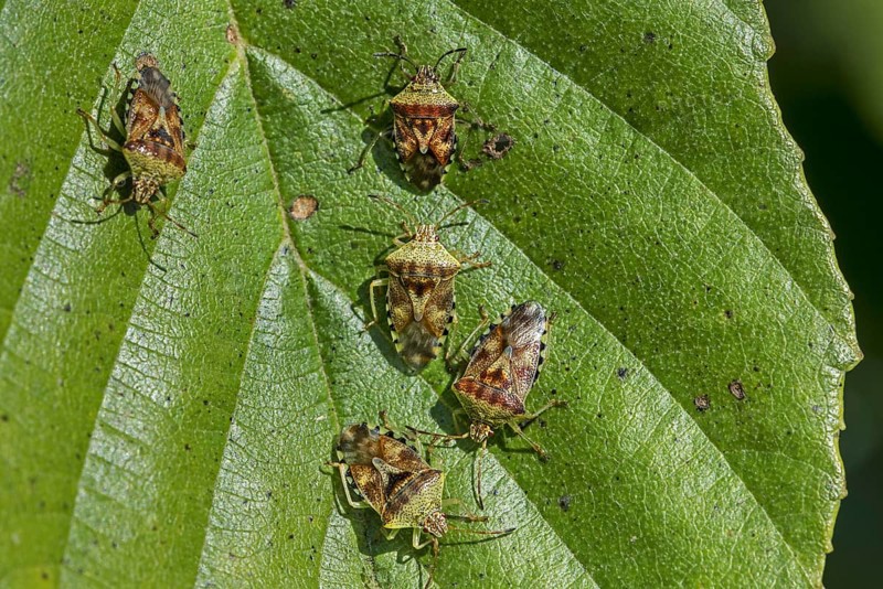 Parent bugs