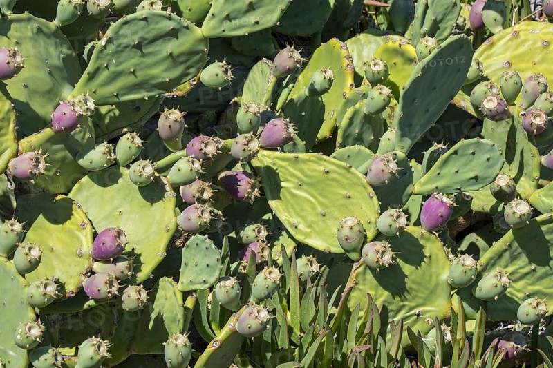 Indian fig