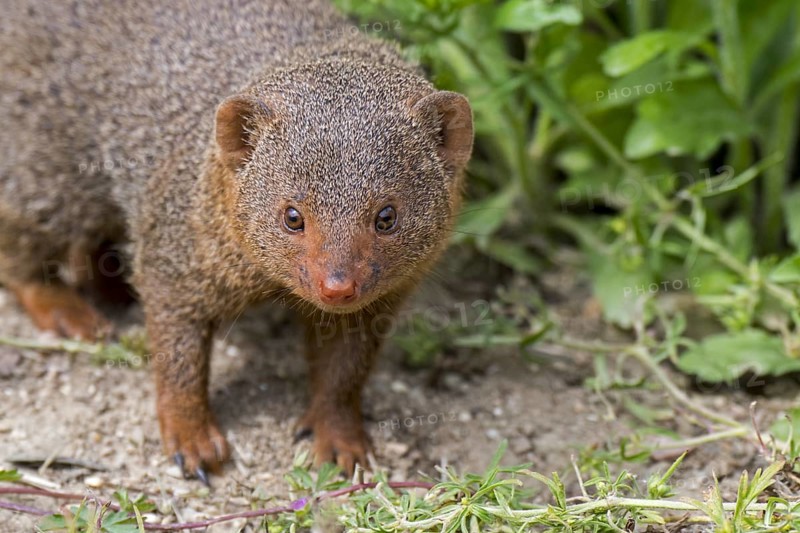 Curious common dwarf mongoose