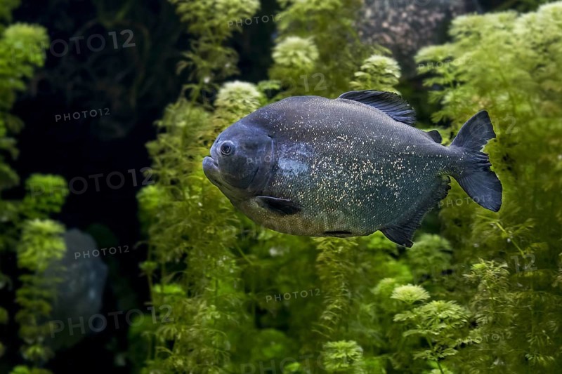 Red-bellied piranha