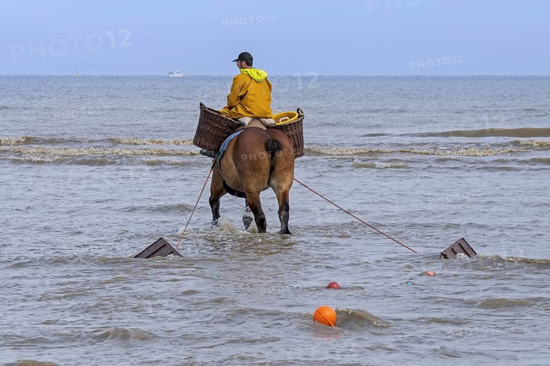 Shrimper on draught horse