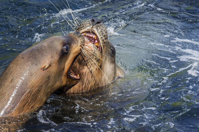 Steller sea lion