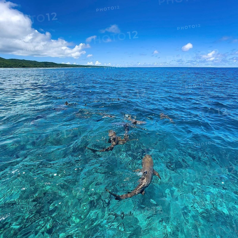 In the foreground blacktip reef shark blacktip reef shark blacktip reef shark swims just below the sea surface water surface over shimmering turquoise coral reef