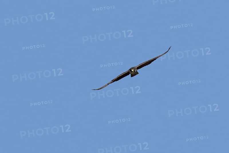 Eurasian hobby