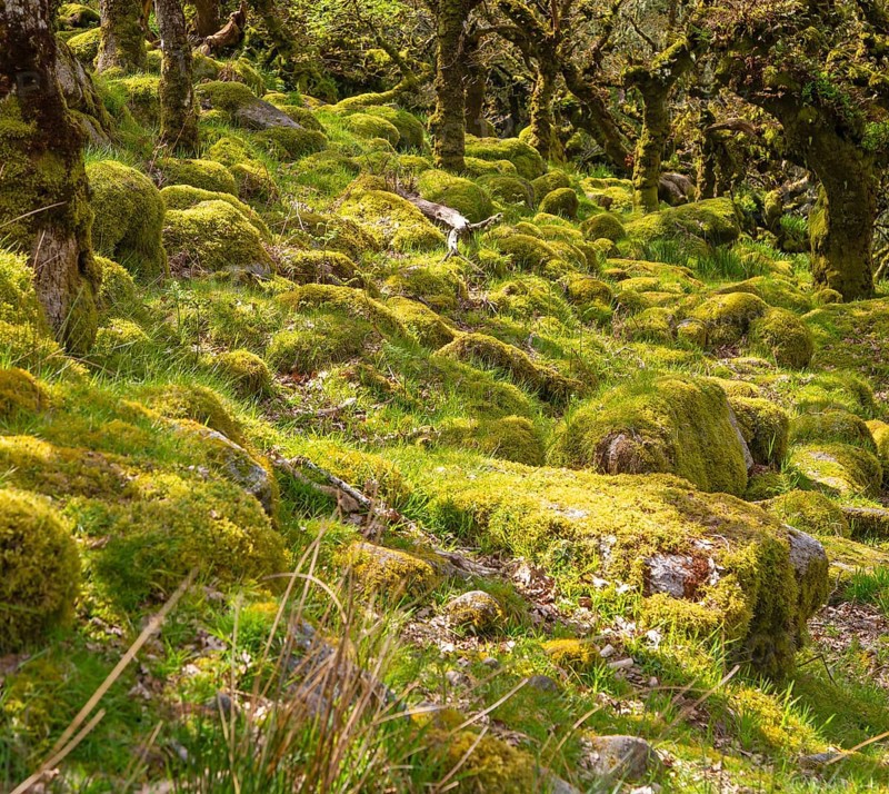 Trees in upland oakwood moss covered granite boulders