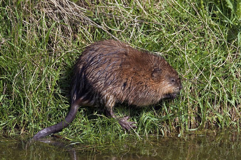 Muskrat