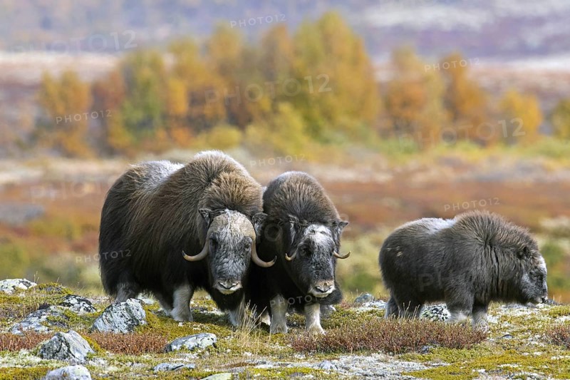 Muskox