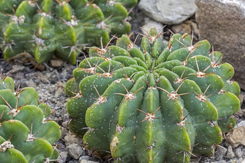 Echinopsis frankii
