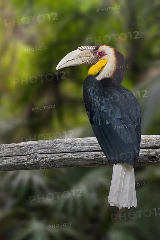 Wreathed hornbill