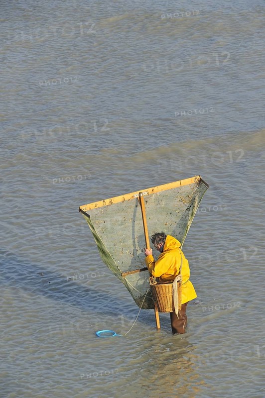 Shrimper fishing for shrimps with shrimping net along the beach at Le Treport