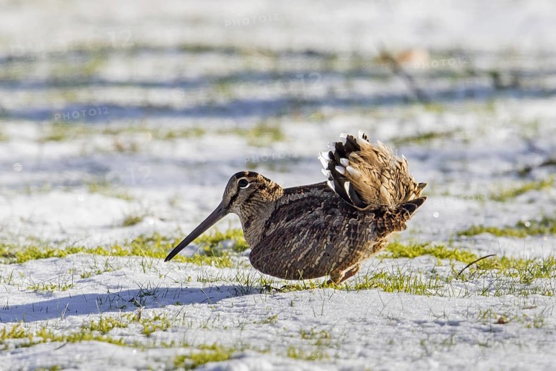 Eurasian woodcock