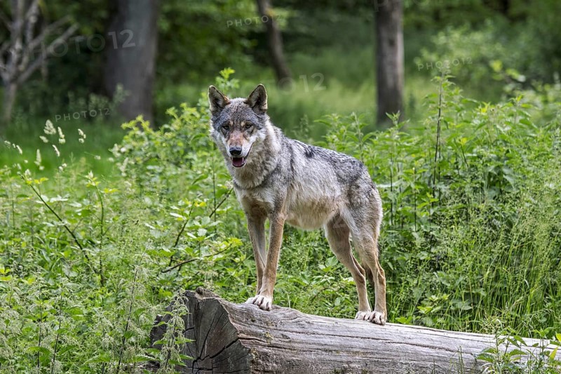 Skinny solitary Eurasian wolf