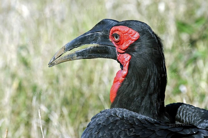 Southern Ground Hornbill