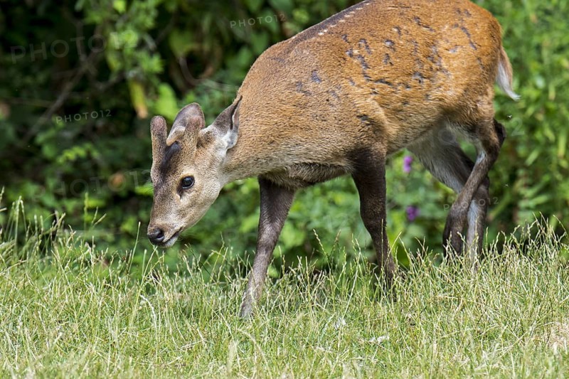 Indian hog deer