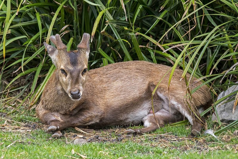 Indian hog deer