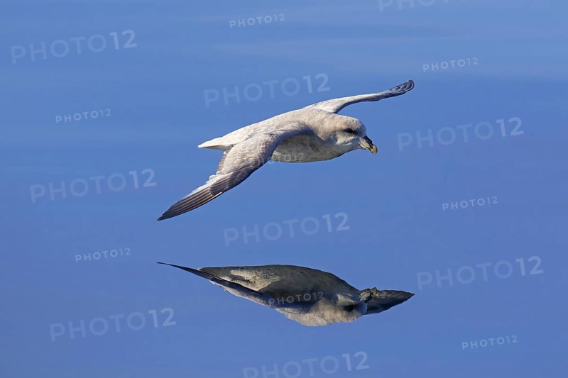 Northern fulmar