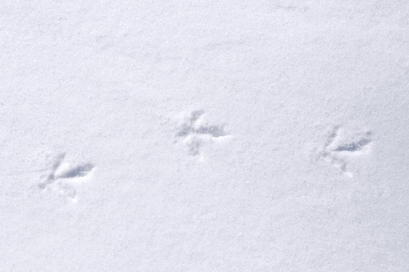 Rock ptarmigan