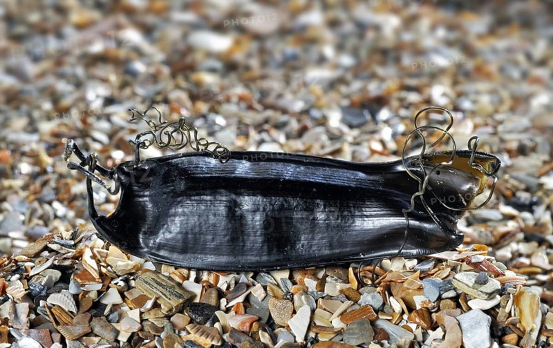 Egg case