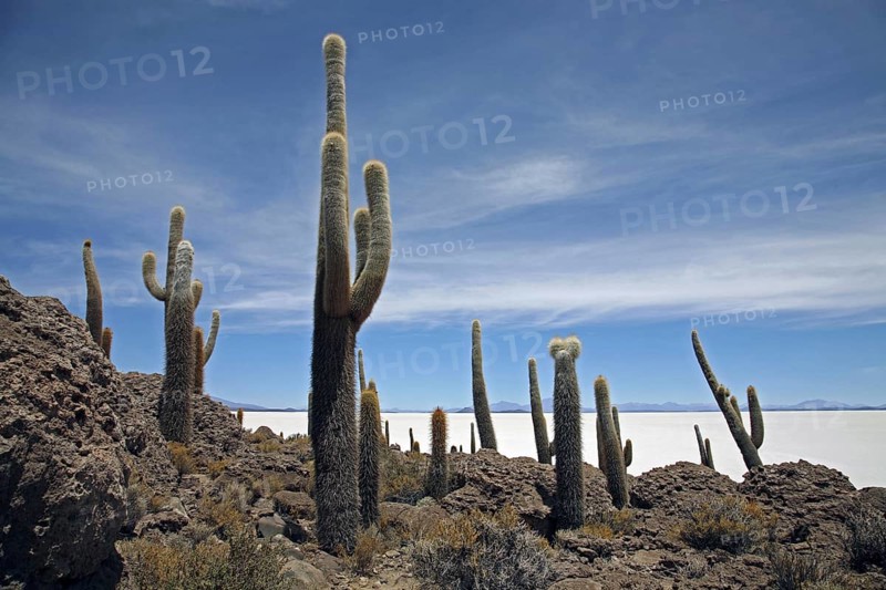 Cacti
