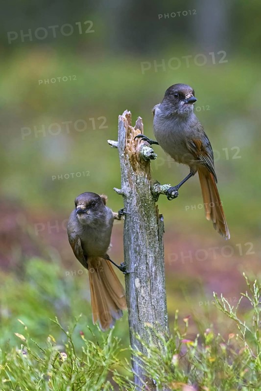 Two Siberian jays