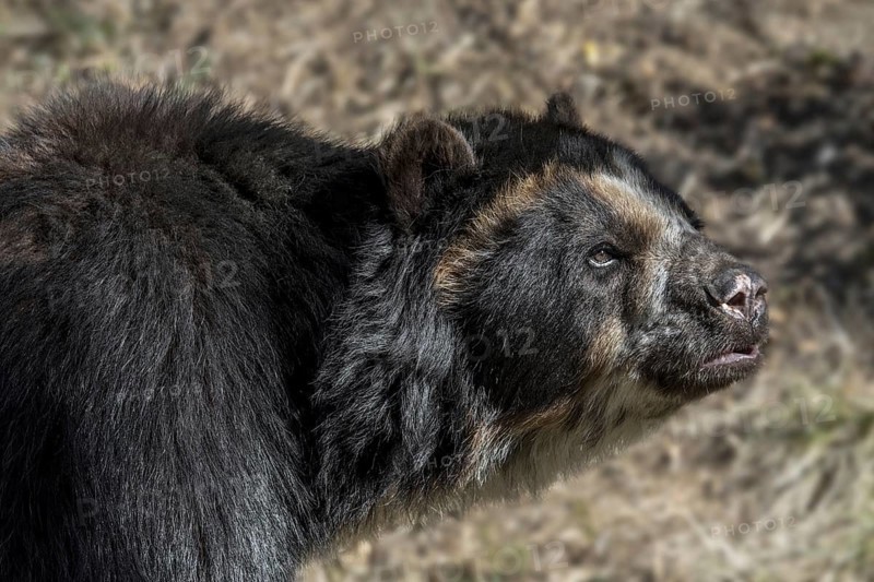 Spectacled bear