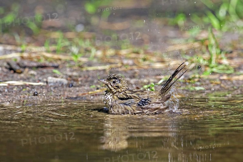 Tree pipit