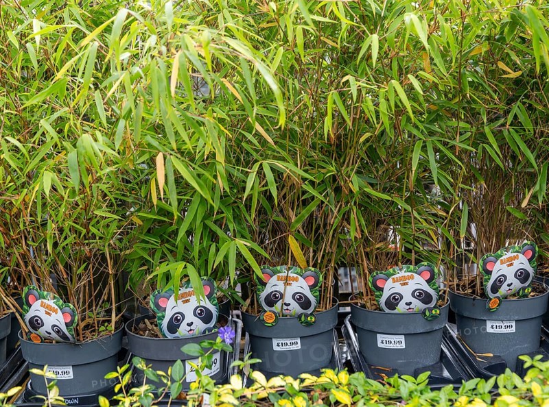 Potted bamboo plants on sale in garden centre