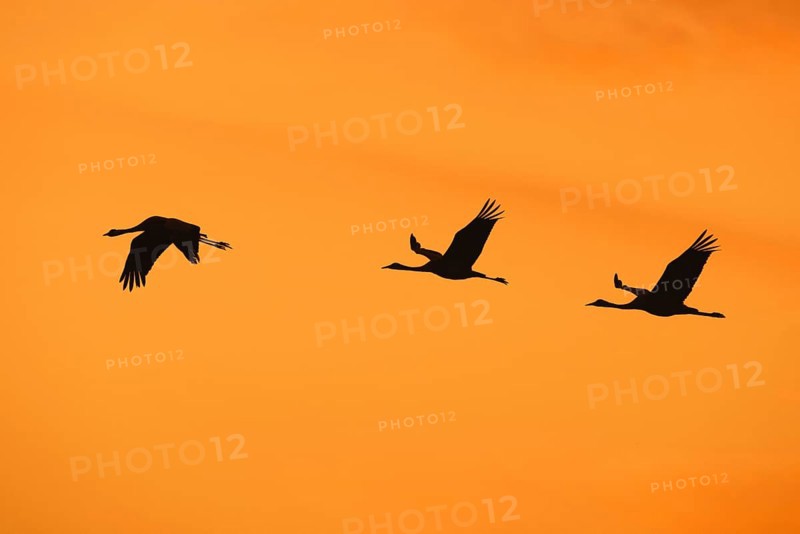 Migrating flock of common cranes