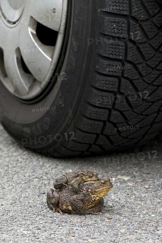 Common Toad