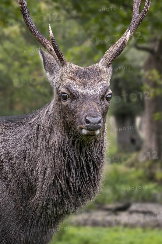 Sika deer