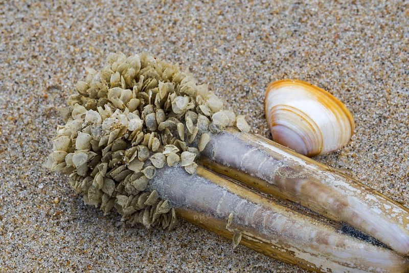 Egg cases