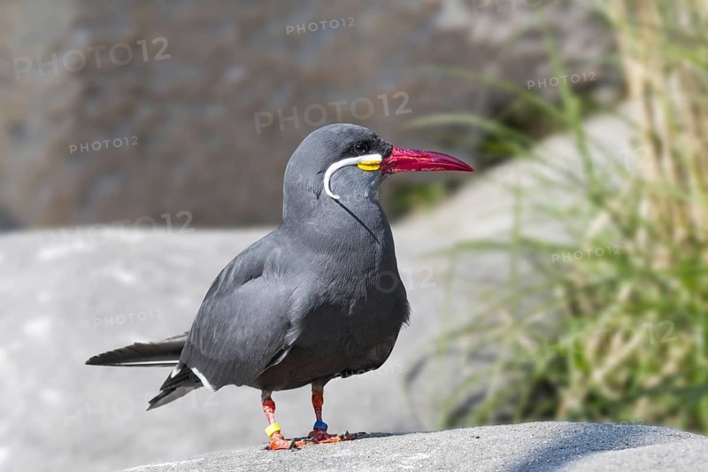 Inca tern