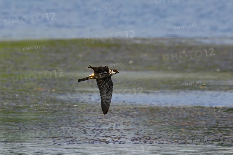 Eurasian Hobby