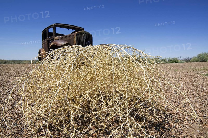 Old rusty car and Prickly Russian Thistle