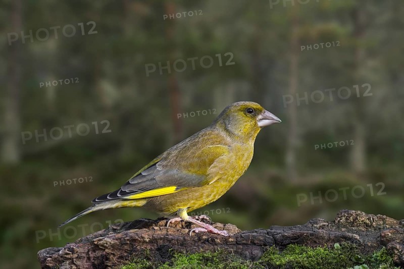 European greenfinch
