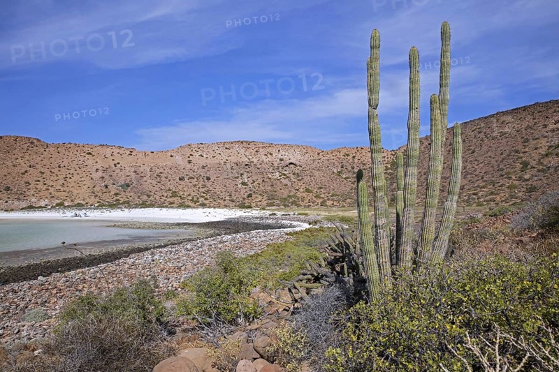 Organ pipe cactus