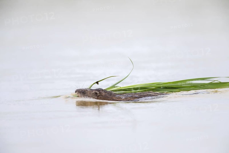Muskrat