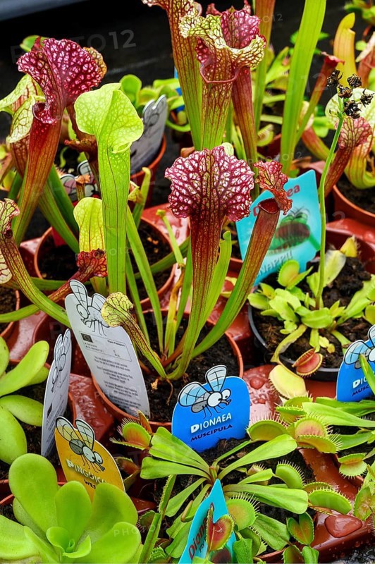 Venus flytraps