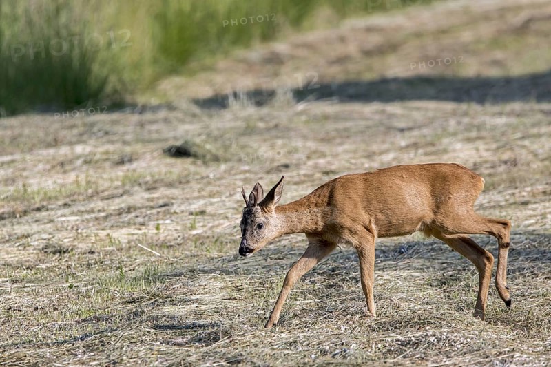 Young European roe deer