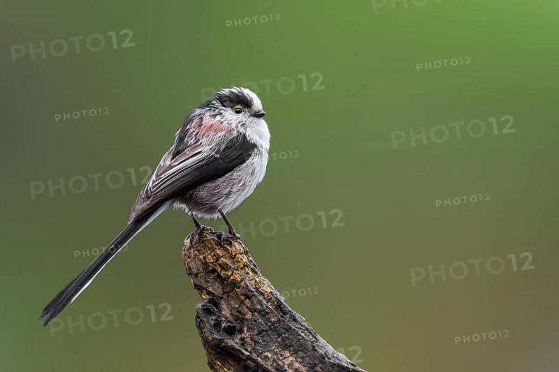 Long-tailed tit