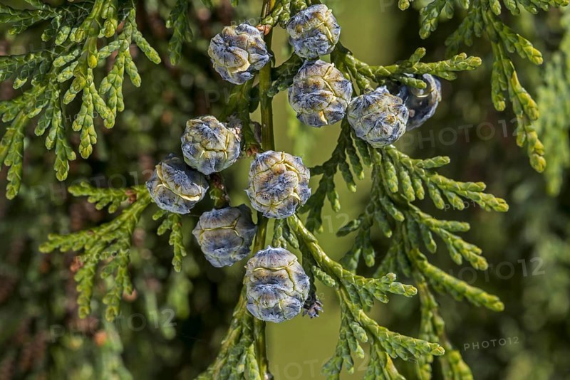 Port Orford cedar