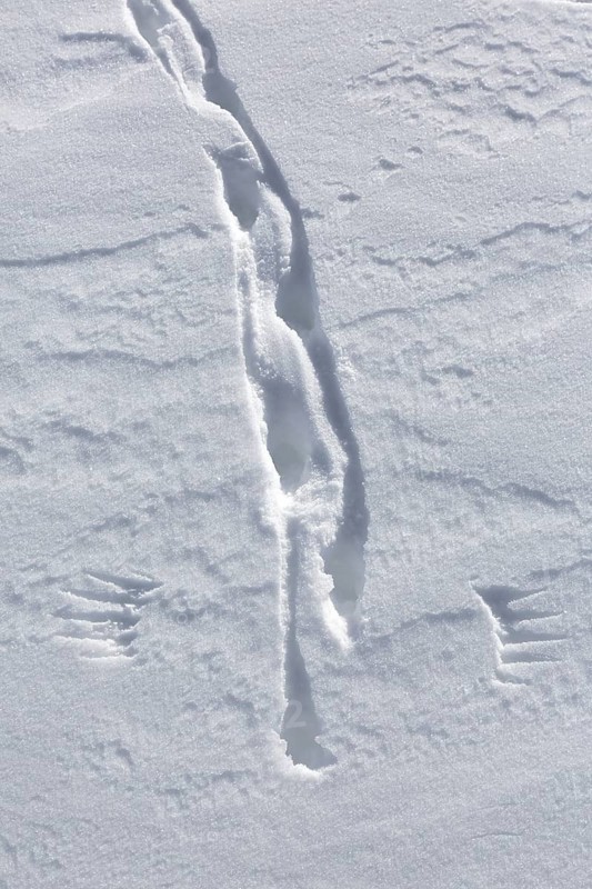 Rock ptarmigan