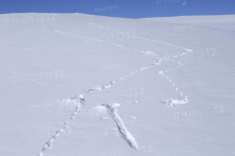 Rock ptarmigan