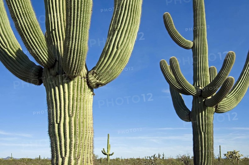 Saguaro