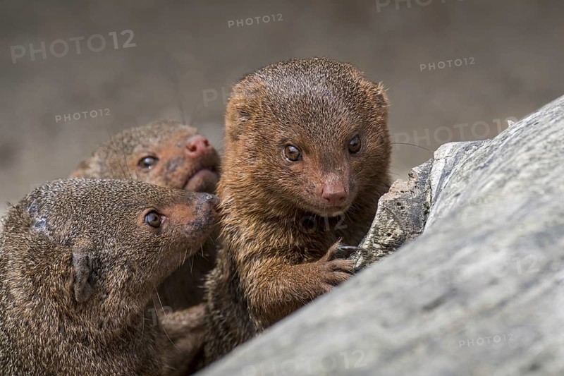 Three common dwarf mongooses