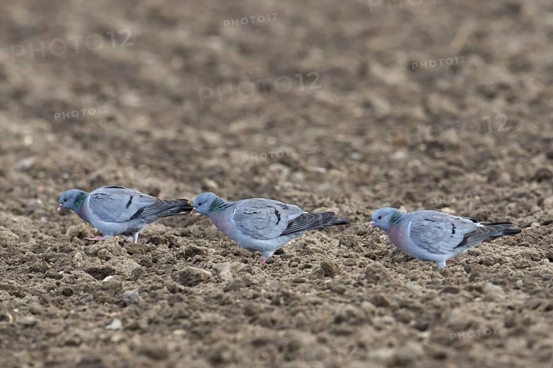 Three stock doves