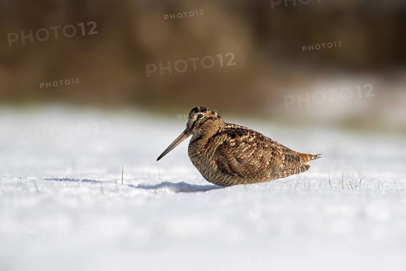 Eurasian woodcock