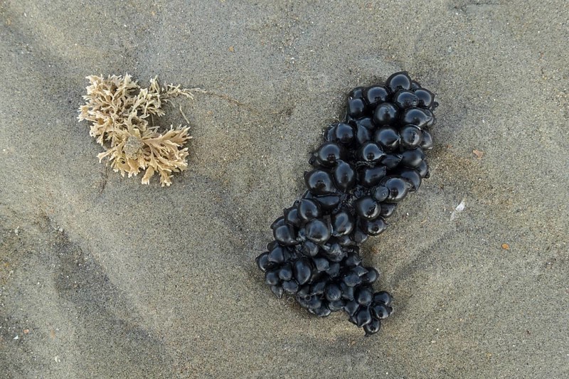 Black eggs
