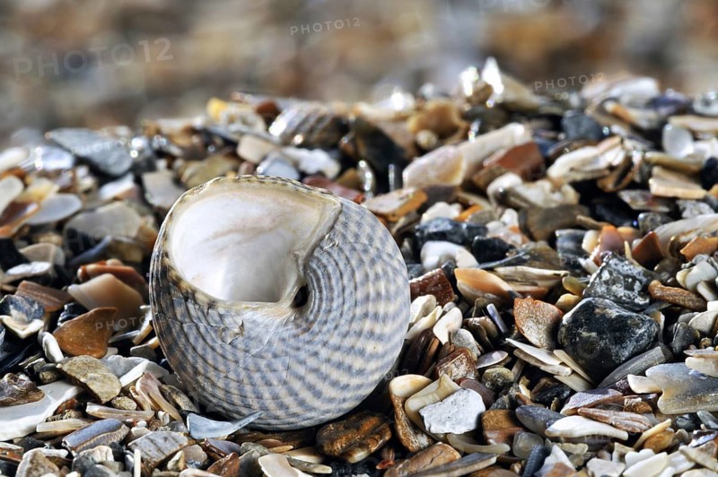 Grey top shell