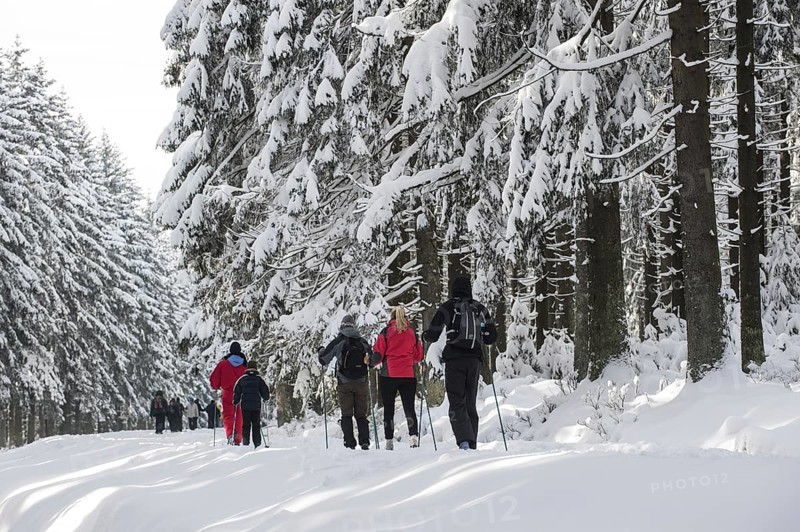 Cross-country skiers skiing in pine forest in the snow in winter at the High Fens